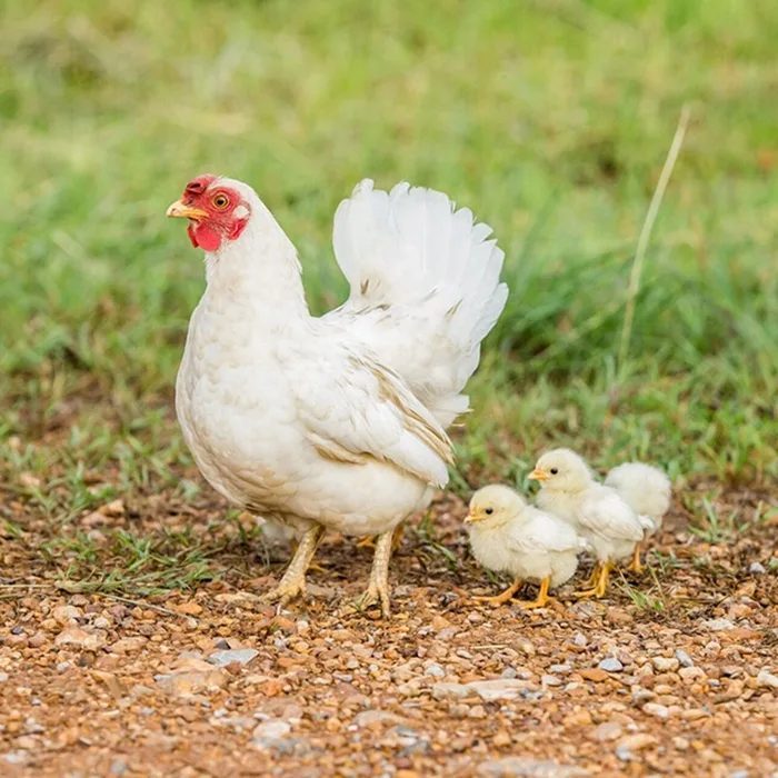 Peisaj agricol din Ucraina — originea puiului Qualiko